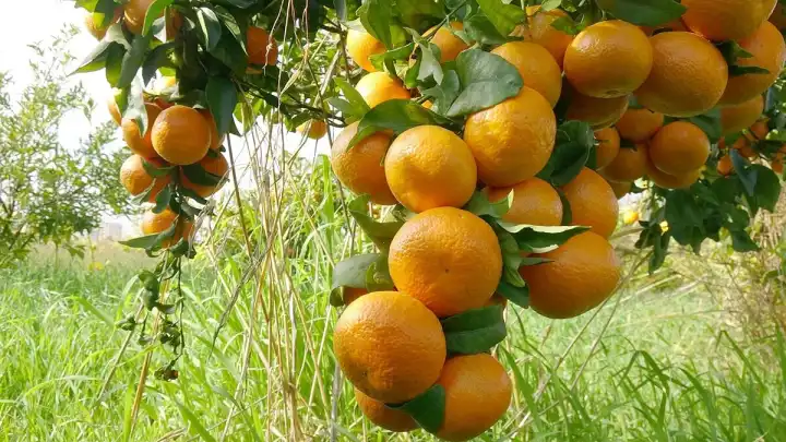 Kırgızistan’da narenciye üretimi için ilk adım haberinin görseli