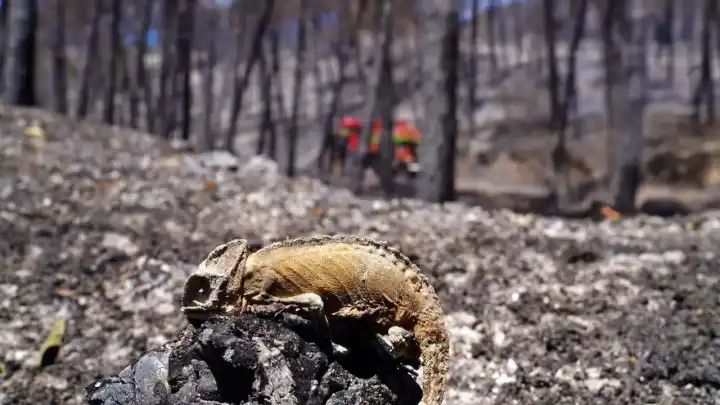 Orman yangınları sadece ağaçları değil, yaban hayatını da yok ediyor!