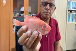 Antalya'da ilk kez 'mandagöz' balığı görüldü