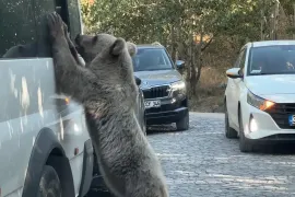 Bu haber Türkiye’den: Beslediği ayı saldırdı!
